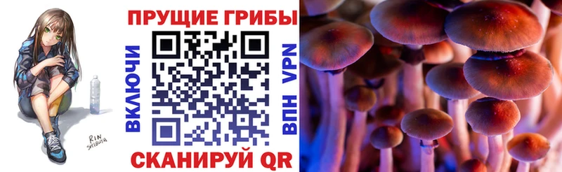 Галлюциногенные грибы Cubensis  цены наркотик  Хасавюрт 